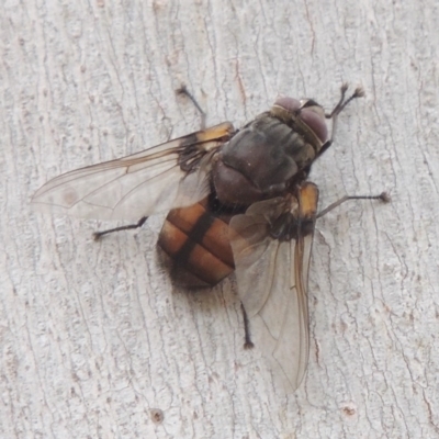 Prodiaphania sp. (genus) (A Tachinid fly) at Gigerline Nature Reserve - 15 Dec 2019 by michaelb