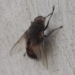 Prodiaphania sp. (genus) at Tennent, ACT - 15 Dec 2019