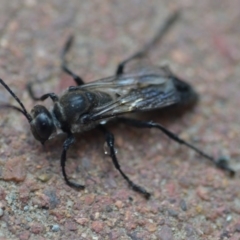 Sphex sp. (genus) (Unidentified Sphex digger wasp) at QPRC LGA - 20 Dec 2019 by natureguy