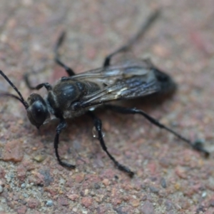 Sphex sp. (genus) at Wamboin, NSW - 20 Dec 2019 09:50 PM