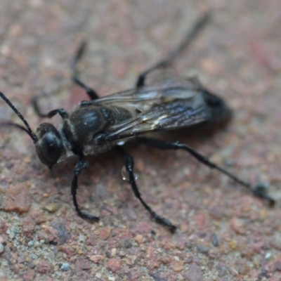 Sphex sp. (genus) (Unidentified Sphex digger wasp) at QPRC LGA - 20 Dec 2019 by natureguy