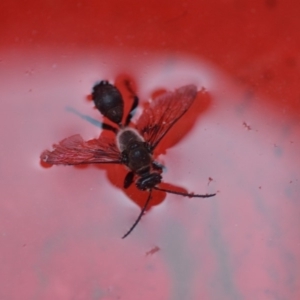 Sphex sp. (genus) at Wamboin, NSW - 20 Dec 2019 09:50 PM