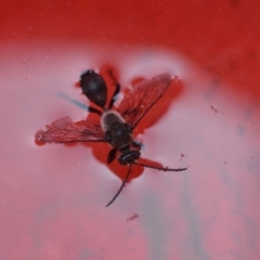 Sphex sp. (genus) at Wamboin, NSW - 20 Dec 2019