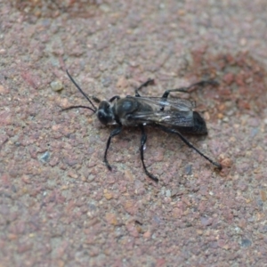 Sphex sp. (genus) at Wamboin, NSW - 20 Dec 2019 09:50 PM