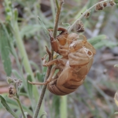 Psaltoda moerens (Redeye cicada) at Gigerline Nature Reserve - 15 Dec 2019 by michaelb