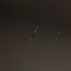 Therevidae (family) at Wamboin, NSW - 27 Dec 2019 02:23 AM