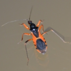 Ectomocoris ornatus (A ground assassin bug) at QPRC LGA - 26 Dec 2019 by natureguy