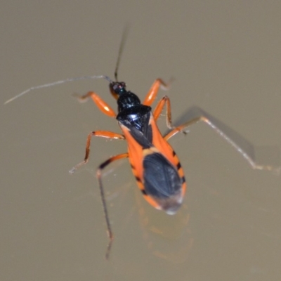 Ectomocoris ornatus (A ground assassin bug) at Wamboin, NSW - 26 Dec 2019 by natureguy