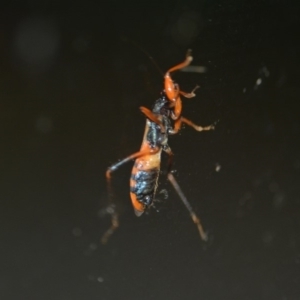 Ectomocoris ornatus at Wamboin, NSW - 27 Dec 2019