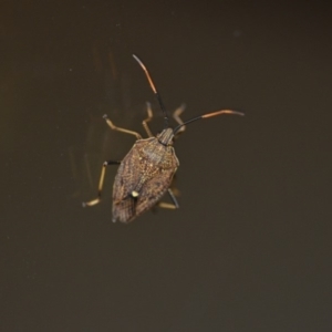 Poecilometis strigatus at Wamboin, NSW - 27 Dec 2019