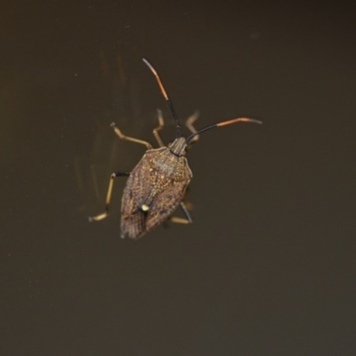 Poecilometis strigatus (Gum Tree Shield Bug) at QPRC LGA - 26 Dec 2019 by natureguy
