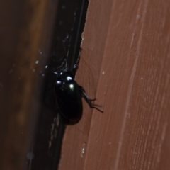 Chalcopteroides columbinus (Rainbow darkling beetle) at QPRC LGA - 26 Dec 2019 by natureguy