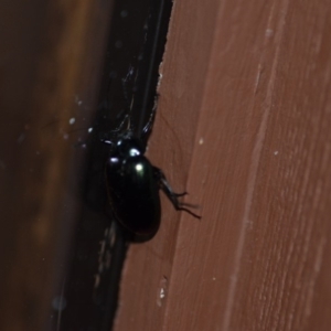 Chalcopteroides columbinus at Wamboin, NSW - 27 Dec 2019