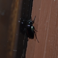 Chalcopteroides columbinus at Wamboin, NSW - 27 Dec 2019 02:29 AM