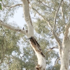 Callocephalon fimbriatum (Gang-gang Cockatoo) at GG105 - 18 Jan 2020 by ruthkerruish