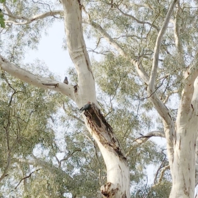 Callocephalon fimbriatum (Gang-gang Cockatoo) at Hughes, ACT - 19 Jan 2020 by ruthkerruish