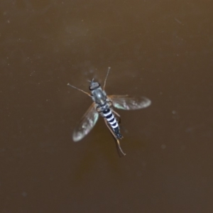 Therevidae (family) at Wamboin, NSW - 27 Dec 2019