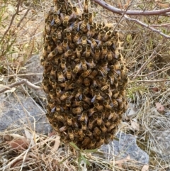 Apis mellifera (European honey bee) at Mount Taylor - 18 Jan 2020 by Cathy_Katie