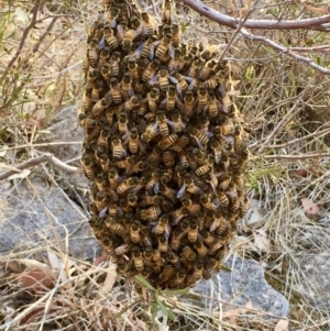 Apis mellifera at Tuggeranong DC, ACT - 19 Jan 2020 09:12 AM