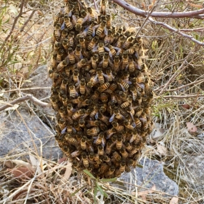 Apis mellifera (European honey bee) at Mount Taylor - 18 Jan 2020 by Cathy_Katie