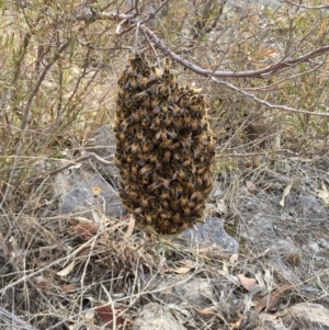 Apis mellifera at Tuggeranong DC, ACT - 19 Jan 2020