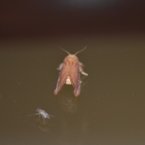 Doratifera quadriguttata and casta at Wamboin, NSW - 27 Dec 2019 02:31 AM