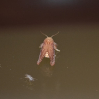 Doratifera quadriguttata and casta (Four-spotted Cup Moth) at QPRC LGA - 26 Dec 2019 by natureguy