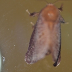 Doratifera quadriguttata and casta at Wamboin, NSW - 27 Dec 2019 02:31 AM