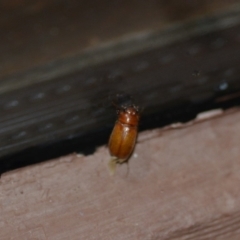 Melolonthinae sp. (subfamily) (Cockchafer) at Wamboin, NSW - 26 Dec 2019 by natureguy