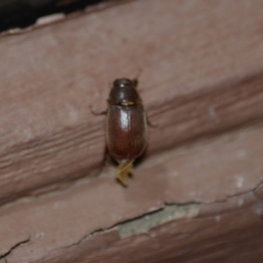 Melolonthinae sp. (subfamily) (Cockchafer) at Wamboin, NSW - 26 Dec 2019 by natureguy