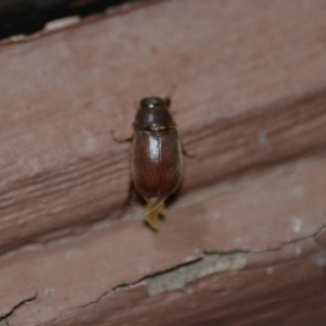 Melolonthinae (subfamily) at Wamboin, NSW - 27 Dec 2019 02:35 AM