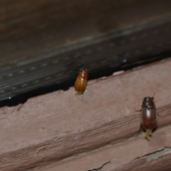 Melolonthinae (subfamily) at Wamboin, NSW - 27 Dec 2019 02:35 AM