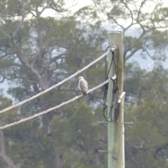 Tachyspiza novaehollandiae (Grey Goshawk) at Bega, NSW - 19 Jan 2020 by MatthewHiggins