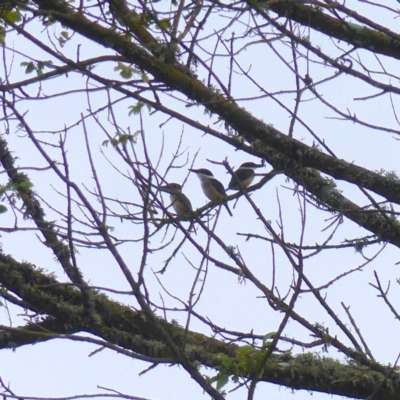 Todiramphus sanctus (Sacred Kingfisher) at Bega, NSW - 18 Jan 2020 by MatthewHiggins