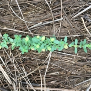 Hypericum japonicum at Molonglo River Reserve - 22 Mar 2019