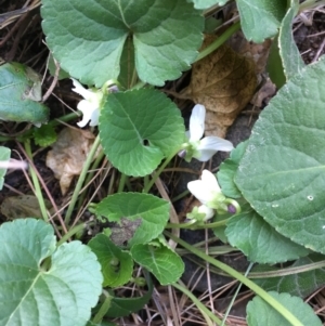 Viola odorata at Molonglo River Reserve - 11 Aug 2019