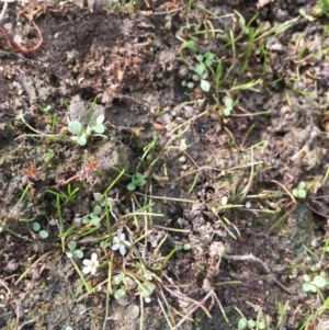 Limosella australis at Molonglo River Reserve - 14 Mar 2019