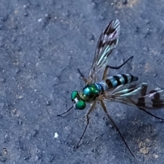 Austrosciapus connexus (Green long-legged fly) at Florey, ACT - 19 Jan 2020 by Kurt
