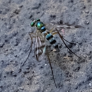 Austrosciapus connexus at Florey, ACT - 19 Jan 2020 12:58 PM