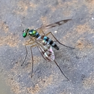 Austrosciapus connexus at Florey, ACT - 19 Jan 2020 12:58 PM