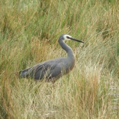 Egretta novaehollandiae (White-faced Heron) at Watson, ACT - 17 Jan 2020 by MatthewFrawley