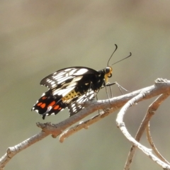 Papilio anactus (Dainty Swallowtail) at Watson, ACT - 18 Jan 2020 by MatthewFrawley