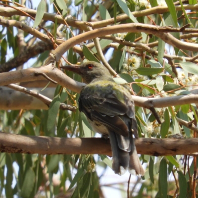 Oriolus sagittatus (Olive-backed Oriole) at Watson Woodlands - 18 Jan 2020 by MatthewFrawley