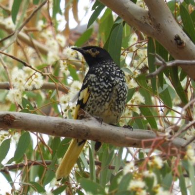 Anthochaera phrygia (Regent Honeyeater) by MatthewFrawley