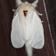 Trichiocercus sparshalli (Sparshall's Moth) at Lilli Pilli, NSW - 17 Jan 2020 by jb2602