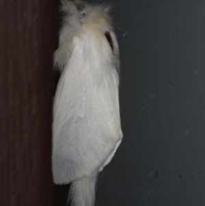 Trichiocercus sparshalli at Lilli Pilli, NSW - 17 Jan 2020