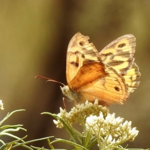 Heteronympha merope at Majura, ACT - 19 Jan 2020