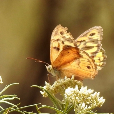 Heteronympha merope (Common Brown Butterfly) at Majura, ACT - 19 Jan 2020 by KMcCue