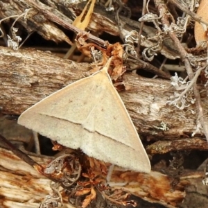 Epidesmia hypenaria at Majura, ACT - 19 Jan 2020 10:07 AM