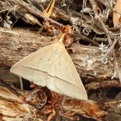 Epidesmia hypenaria (Long-nosed Epidesmia) at Majura, ACT - 19 Jan 2020 by KMcCue